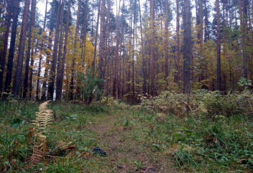 Количество лесных пожаров в Ярославской области – одно из минимальных в ЦФО
