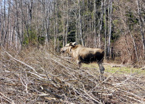 Подведены итоги подсчета охотничьих животных в Ярославской области
