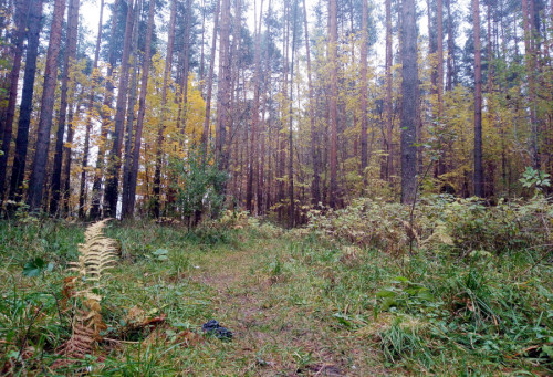 Лесопатологические обследования проведены на площади около 2900 гектаров