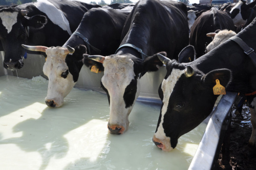 Минсельхоз одобрил инициативу региона по дополнительной поддержке сельхозпредприятий молочной отрасли
