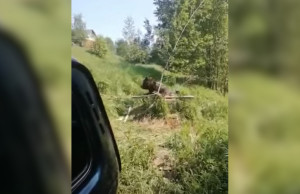 В Угличском районе охотинспектор спас из колодца медведя