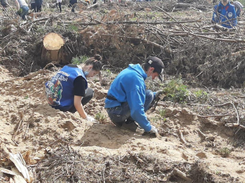 Участники всероссийской акции «Сохраним лес» посадят в Ярославской области более 90 тысяч деревьев
