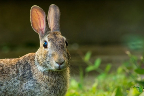 Открыт сезон охоты на зайцев и лисиц