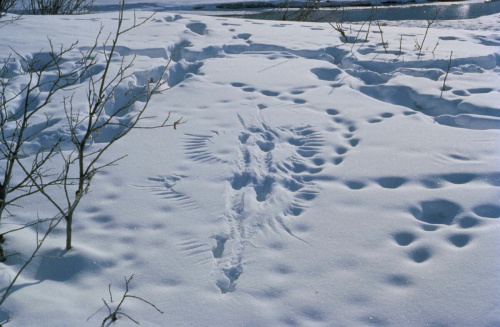 Охотничьих животных посчитают по следам на снегу