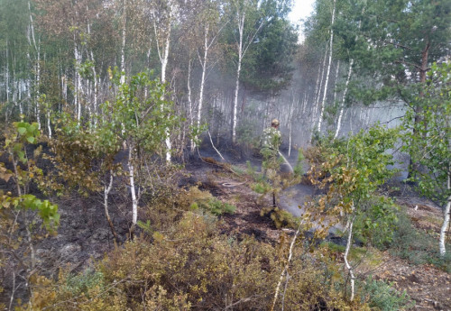 Специалисты ликвидировали возгорание на территории лесного фонда в Угличском районе