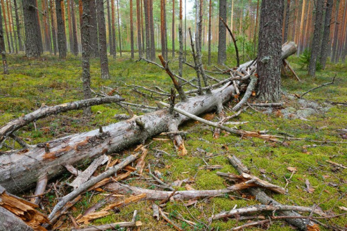 Лесопатологические обследования в Ярославской области проведены на площади порядка 3400 гектаров