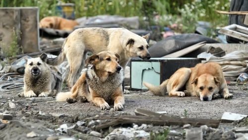 Запланированы мероприятия по отлову безнадзорных животных