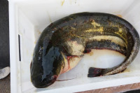 Ограничения на рыбную ловлю введены на водоемах Ярославской области