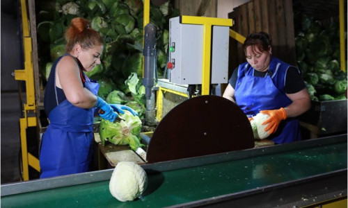 ​Третий агроагрегатор в Ярославской области начал сотрудничество с торговыми сетями