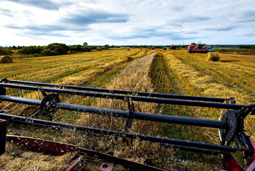 “Агриволга” вывела Ярославскую область в тройку лидеров по производству органических продуктов