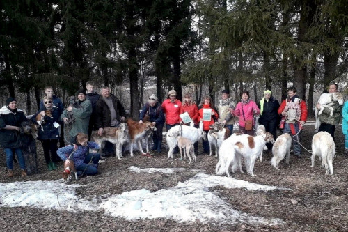 Межрегиональные соревнования по бегам борзых собак в выходные пройдут в Любиме