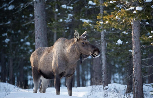 В Угличском районе оперативниками установлен подозреваемый в незаконном отстреле двух лосей