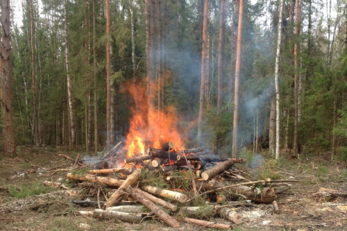 Более 1,2 млн рублей штрафов заплатят нарушители правил пожарной безопасности в лесах