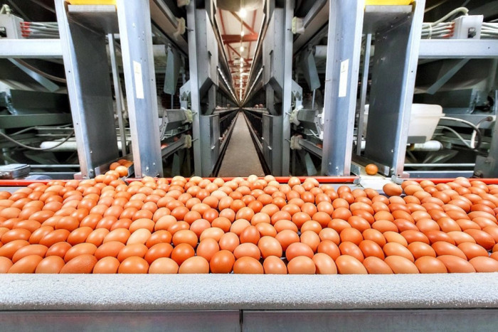 Ярославская область по производству яиц первая в ЦФО и вторая в России