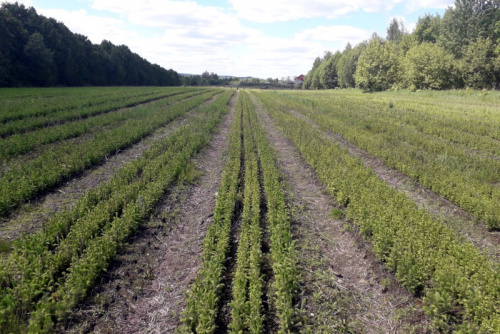 Более 9 млн сеянцев ели и сосны вырастили в лесопитомниках Ярославской области