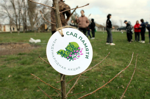 Около 200 тысяч деревьев посадят в этом году в Ярославской области в рамках акции «Сад памяти»