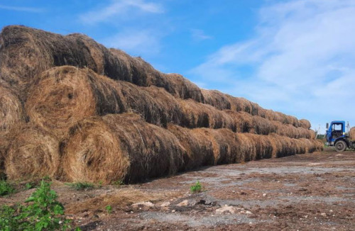 Более 60 млн рублей направят на поддержку малого агробизнеса в Ярославской области
