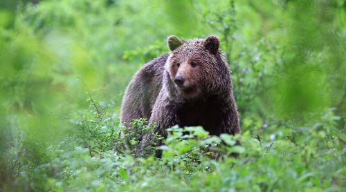 Ложная информация о нападении медведя на человека