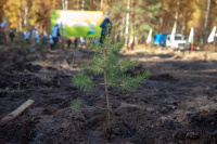 Лесовосстановление в Ярославской области в этом году проведено на площади более 6 тысяч гектаров