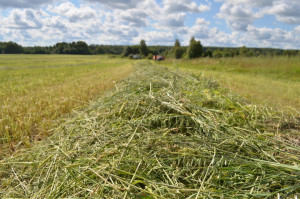​Ярославские аграрии заготовили около 700 тысяч тонн кормов