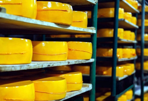 Угличский сыродельно-молочный завод расширяет линейку козьих сыров Углече Поле!