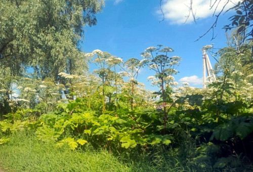 Более 1700 фактически погибших объектов уже демонтированы в округах Ярославской области