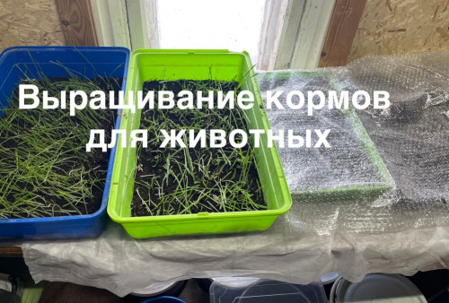 Сказка на Учебно-опытном участке станции юннатов