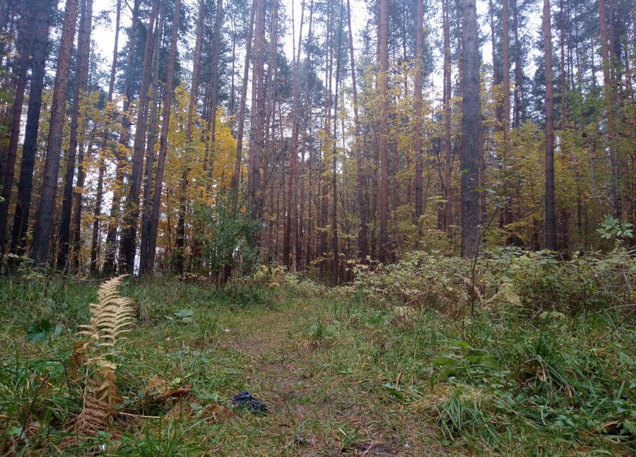 Состояние лесного фонда области в этом году оценят на площади порядка 3500 гектаров