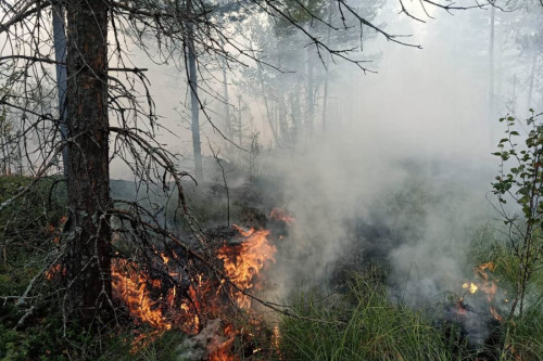 Видеомониторингом пожароопасной обстановки будет охвачена вся территория лесного фонда региона